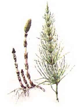 Coada calului (equisetum arvense)